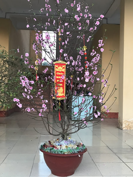 Cây đào đón xuân chúc mừng năm mới 2019 tại trường THCS Tân Hương.